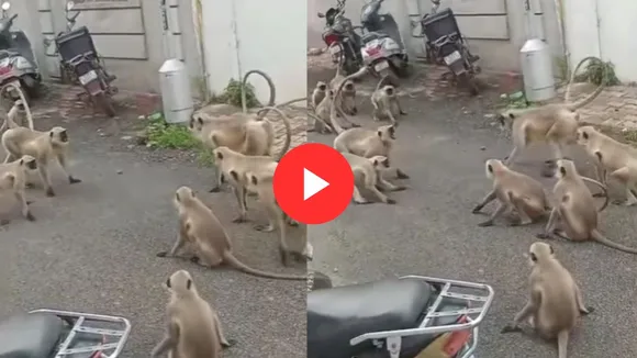 monkey viral videos