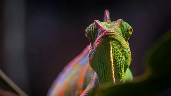 chameleon skin cells chromatophores