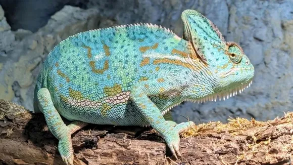 chameleon camouflage facts