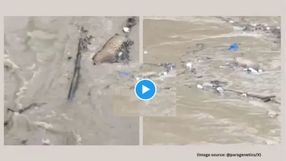 dead leopard uttarakhand video