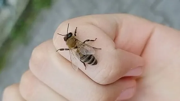 rupvel village bee sting incident