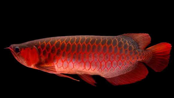 Asian Arowana | Red Arowana Fish | Most Expensive Aquarium Fish in world