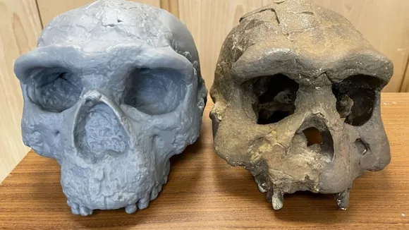 human evolution timeline