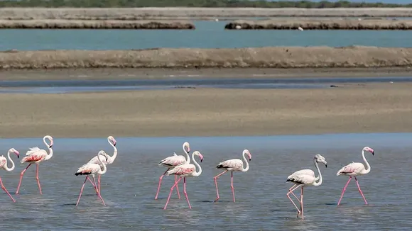 Pirotan Island Visit | Pirotan Island ticket fee | Pirotan Island | Pirotan tapu | Pirotan Bet | Hidden Tourist Places In Gujarat | Gujarat Island | famous tourist places in gujarat