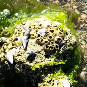 Pirotan Island Visit | Pirotan Island ticket fee | Pirotan Island | Pirotan tapu | Pirotan Bet | Hidden Tourist Places In Gujarat | Gujarat Island | famous tourist places in gujarat