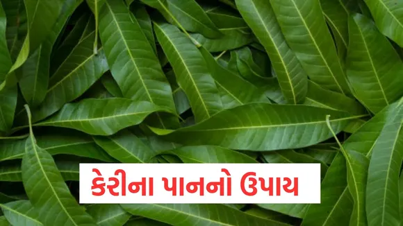 astro remedies with mango leaves