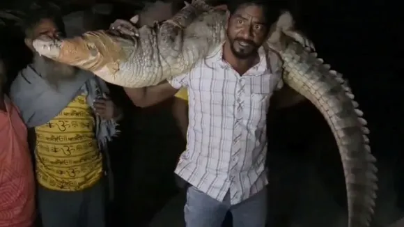 Kota crocodile rescue video