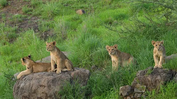 gir national park | gir lion