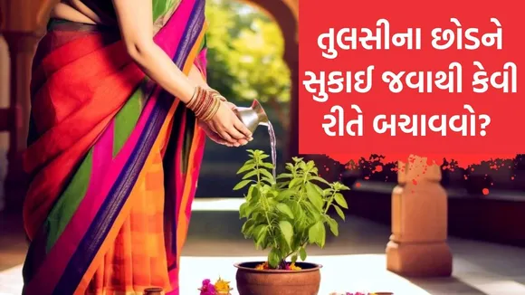 how to save tulsi plant from drying in winter