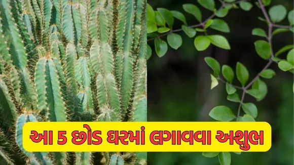 vastu tips for plants in home