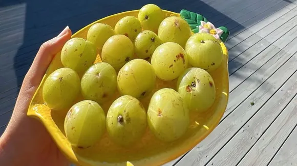 Amla : શિયાળામાં આમળાનું પાણી પીવાથી સ્વાસ્થ્ય પર કેવી અસર થાય છે? ફાયદા સાથે ગેરલાભ પણ જાણવા જરૂરી