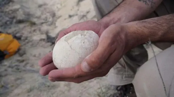 Dinosaur Egg | 70 Million Year Old Dinosaur Egg