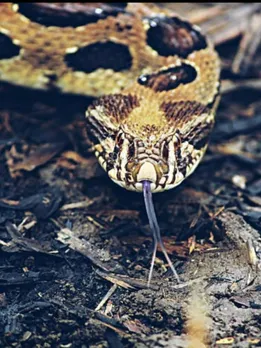 russell viper changes venom with season