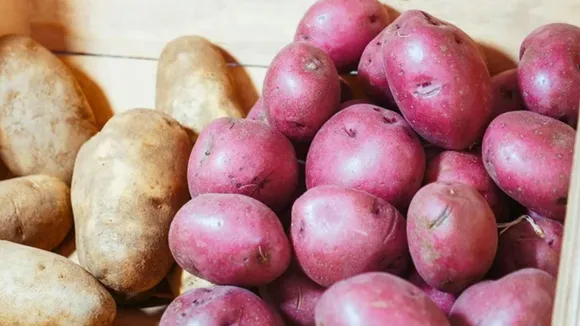 સફેદ બટાકા કે લાલ બટાકા શું સ્વાસ્થ્ય માટે ગુણકારી હેલ્થ ટિપ્સ ફાયદા | Why are red potatoes healthier than white potatoes benefits health tips in gujarati