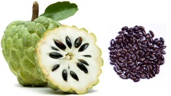uses of custard apple, hair care