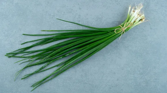 green garlic health benefits