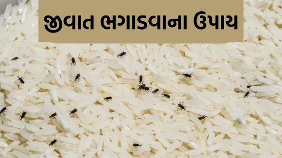 protect grain from weevils