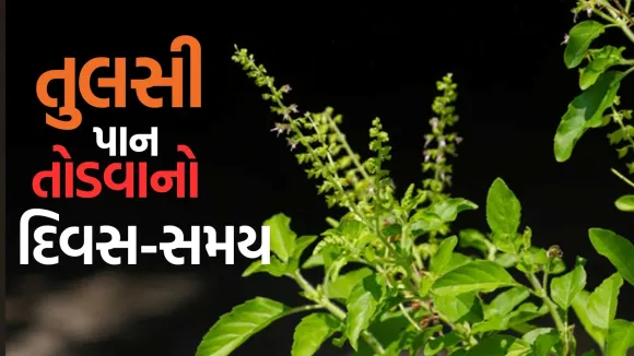 tulsi vastu niyam