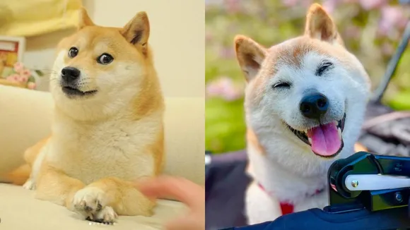 Meme dog Kabosu