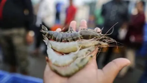 crab