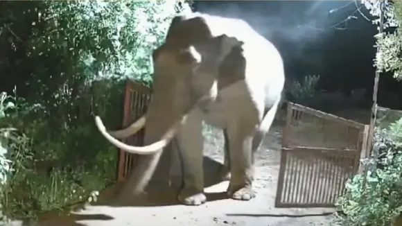 Padayappa, Elephant, Wild Elephant 