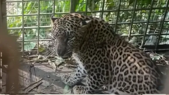 Leopard, Tiger, Cheetah 