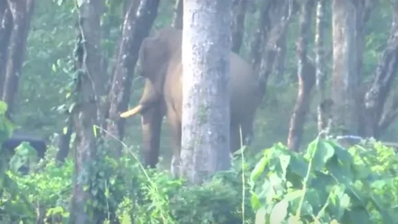 Wild Elephant, Elephant Treatment 