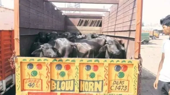 Cow, cow smuggler