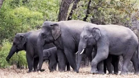Elephant attacks in Kerala
