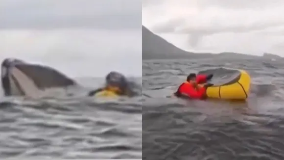 Swallowed by whale
