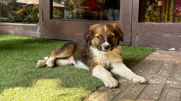 Most Expensive Dog Breeds