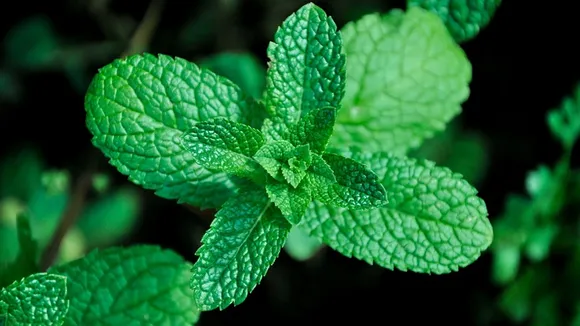 Health Benefits Of Panikoorka Indian Mint Leaves 