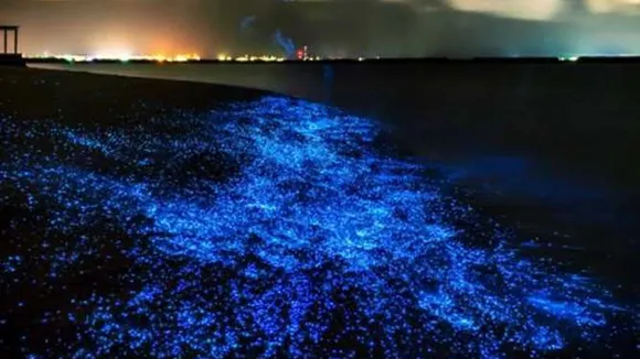 Kumbalangi Kavaru Spot Sea sparkle or bioluminescence