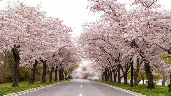Cherry Blossom Destinations In India 
