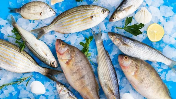 Storing Fish In Summer Tips And Tricks Expert Advice 