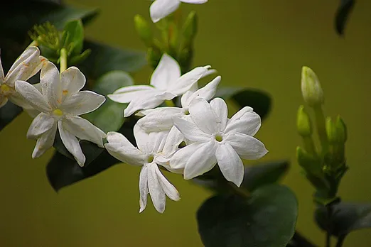 How To Grow And Care Jasmine
