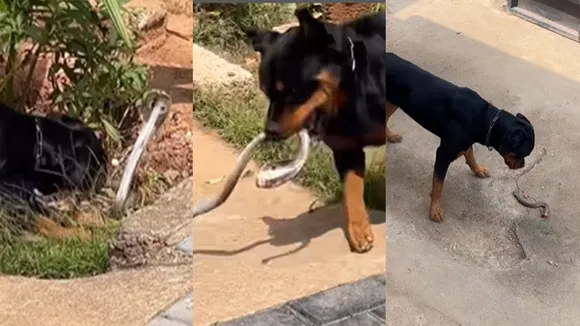 A chilling video of a Rottweiler attacking a cobra quickly went viral on social media