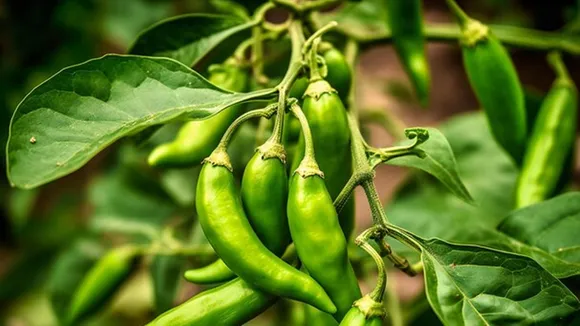 Growing Green Chilli At Home Tips 