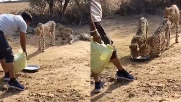 Man offering Water to cheetahs