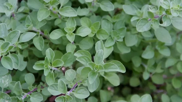 How To Grow Oregano At Home