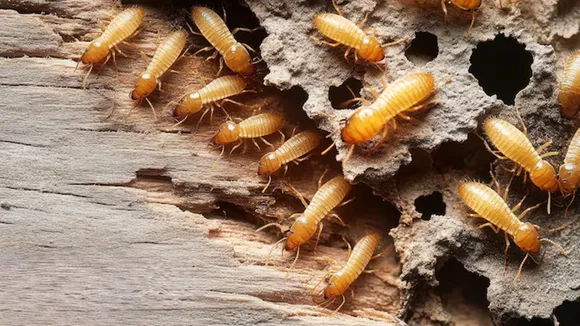 Ways To Prevent And Treat Termite At Home 
