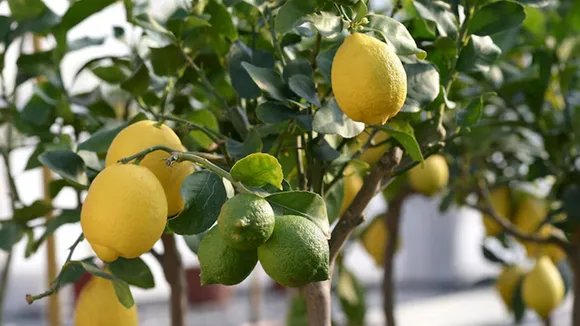 How To Grow lemon At Home