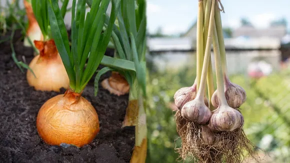 How To Grow Onion And Garlic At Home 