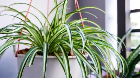 Growing Indoor Spider Plant  