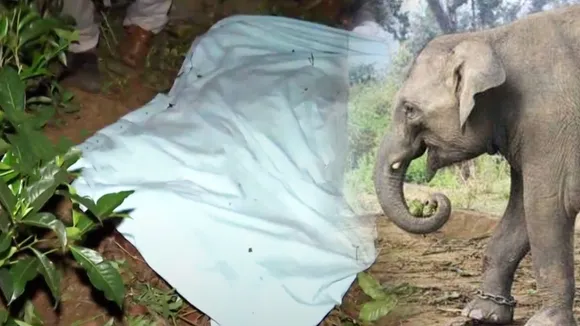 Wayanad Elephant Attack