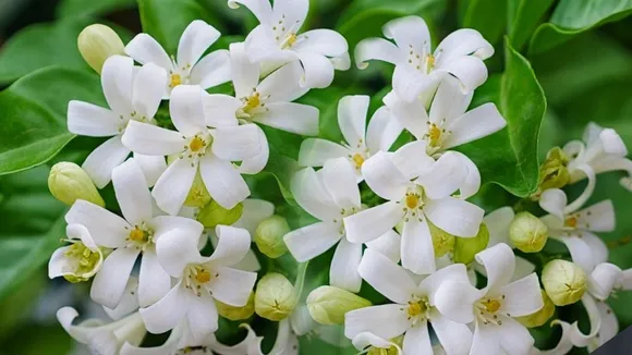 Orange Jasmine 