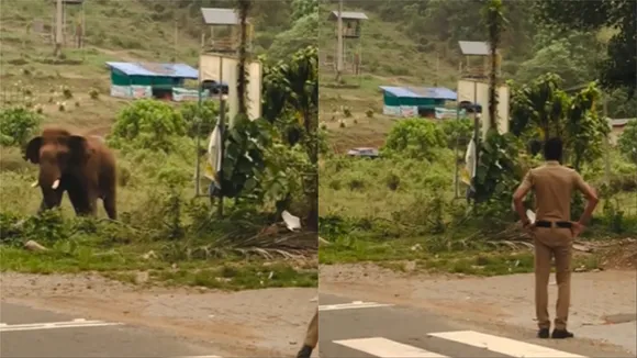 Elephant Road Crossing Viral Video