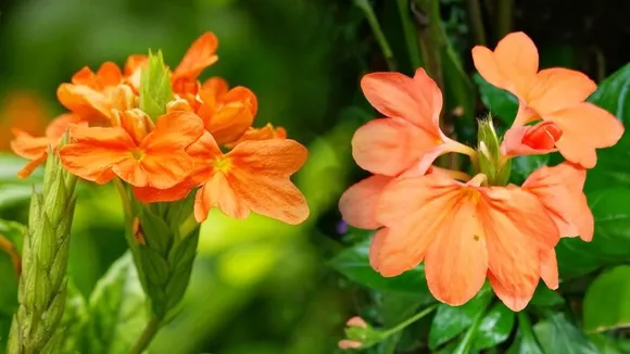 Grow Kanakambaram Plant At Home