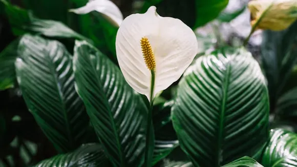 Peace Lilly 