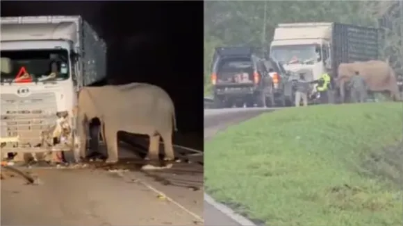 Elephant Viral Video New